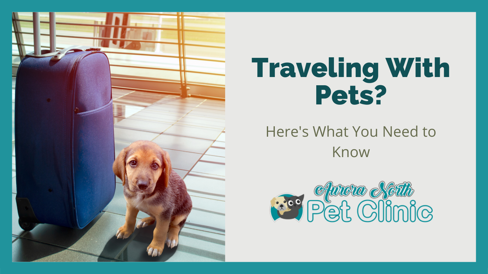 travel pets website reviews